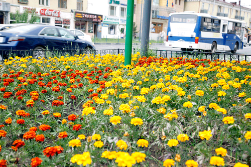 Нийслэлийн цэцгэн гоёлд 500 сая төгрөг зарцуулна